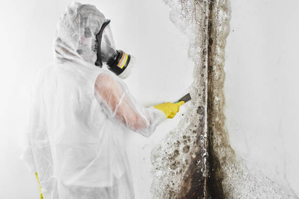 Best Fast Mold Removal  in Hiawatha, KS