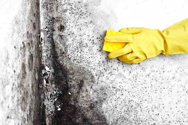 Best Toxic Mold Removal  in Hiawatha, KS