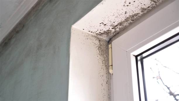 Best Office Mold Removal Services  in Hiawatha, KS