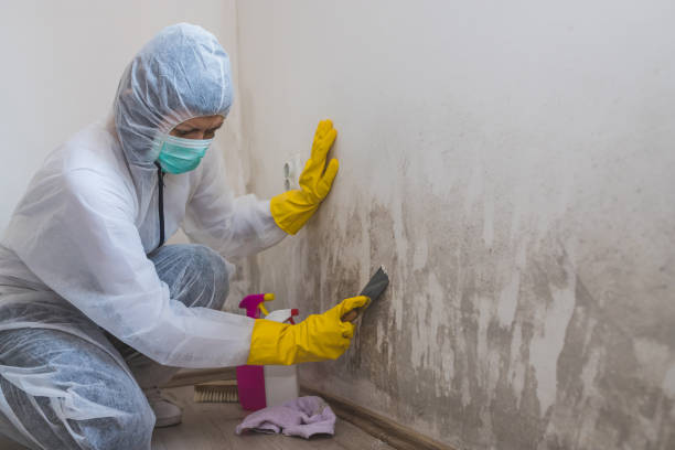 Best Mold Remediation  in Hiawatha, KS