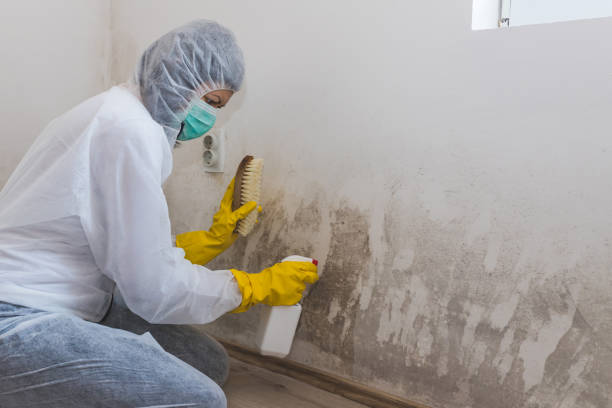 Mold Removal and Inspection in Hiawatha, KS