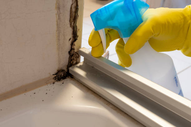 Best Mold Damage Repair  in Hiawatha, KS
