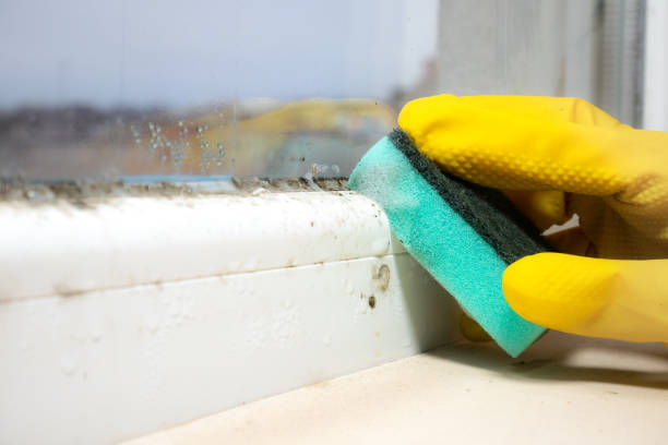 Best Mold Damage Repair  in Hiawatha, KS