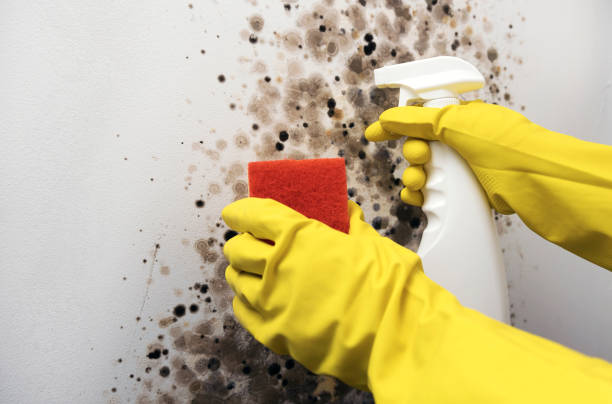 Best Fast Mold Removal  in Hiawatha, KS