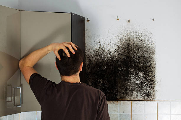 Best Black Mold Removal  in Hiawatha, KS