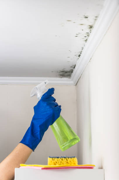 Best Same-Day Mold Removal  in Hiawatha, KS